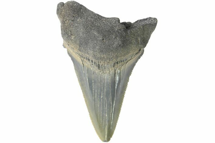 Serrated, Juvenile Megalodon Tooth - South Carolina #183030